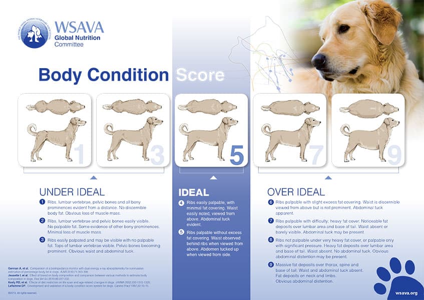 body condition score tabela